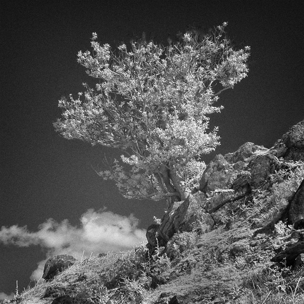 Lone Tree.jpg -           
